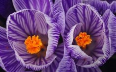 Crocus1920x12004-2-2012 2_37_38 PM Bing Desktop